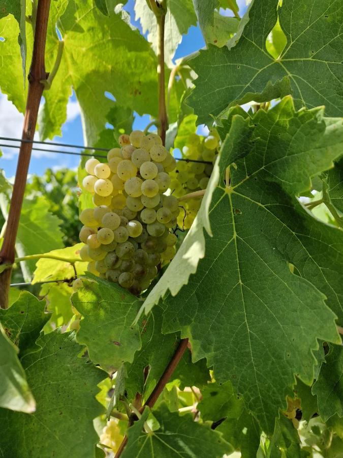 Escapade Entre Vignes Et Mer Corme-Royal 외부 사진